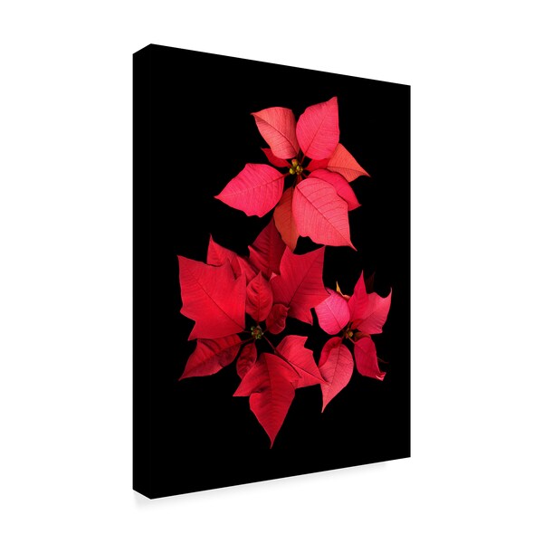 Susan S. Barmon 'Poinsettia 2' Canvas Art,35x47